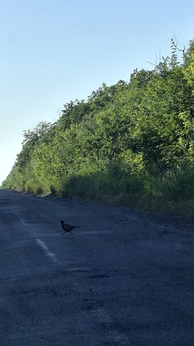 Ring-necked Pheasant