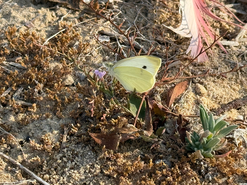 Small White