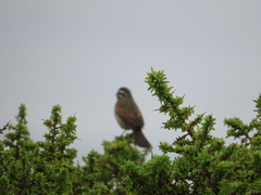 Lycium tetrandrum, photograph (c) linkie, some rights reserved (CC BY)