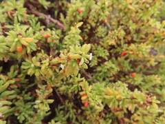 Lycium tetrandrum, photograph (c) linkie, some rights reserved (CC BY)