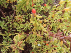 Lycium tetrandrum, photograph (c) linkie, some rights reserved (CC BY)