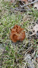 Gyromitra korfii