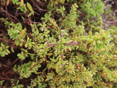 Lycium tetrandrum, photograph (c) linkie, some rights reserved (CC BY)