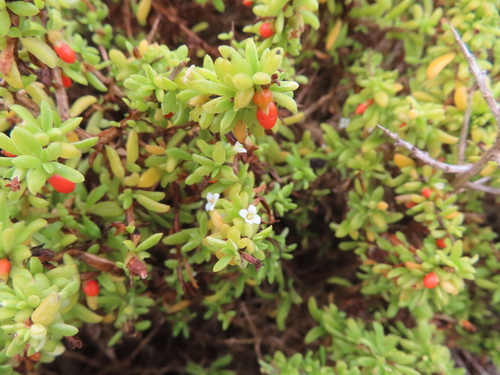 Lycium tetrandrum