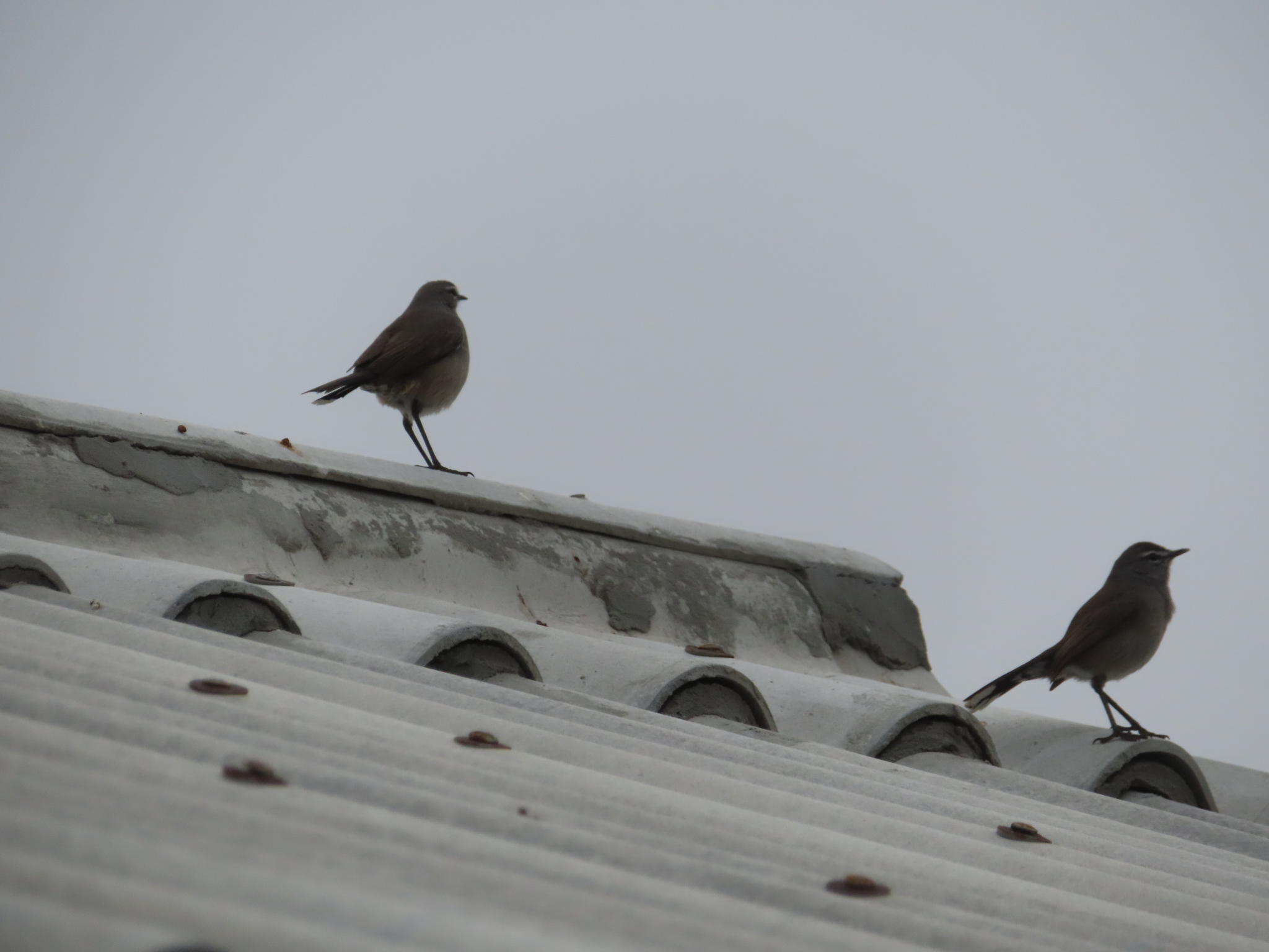 Karoo Scrub Robin (Tychaedon coryphoeus), photo 9