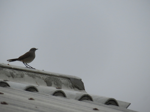 Karoo Scrub Robin (Tychaedon coryphoeus), photo 10