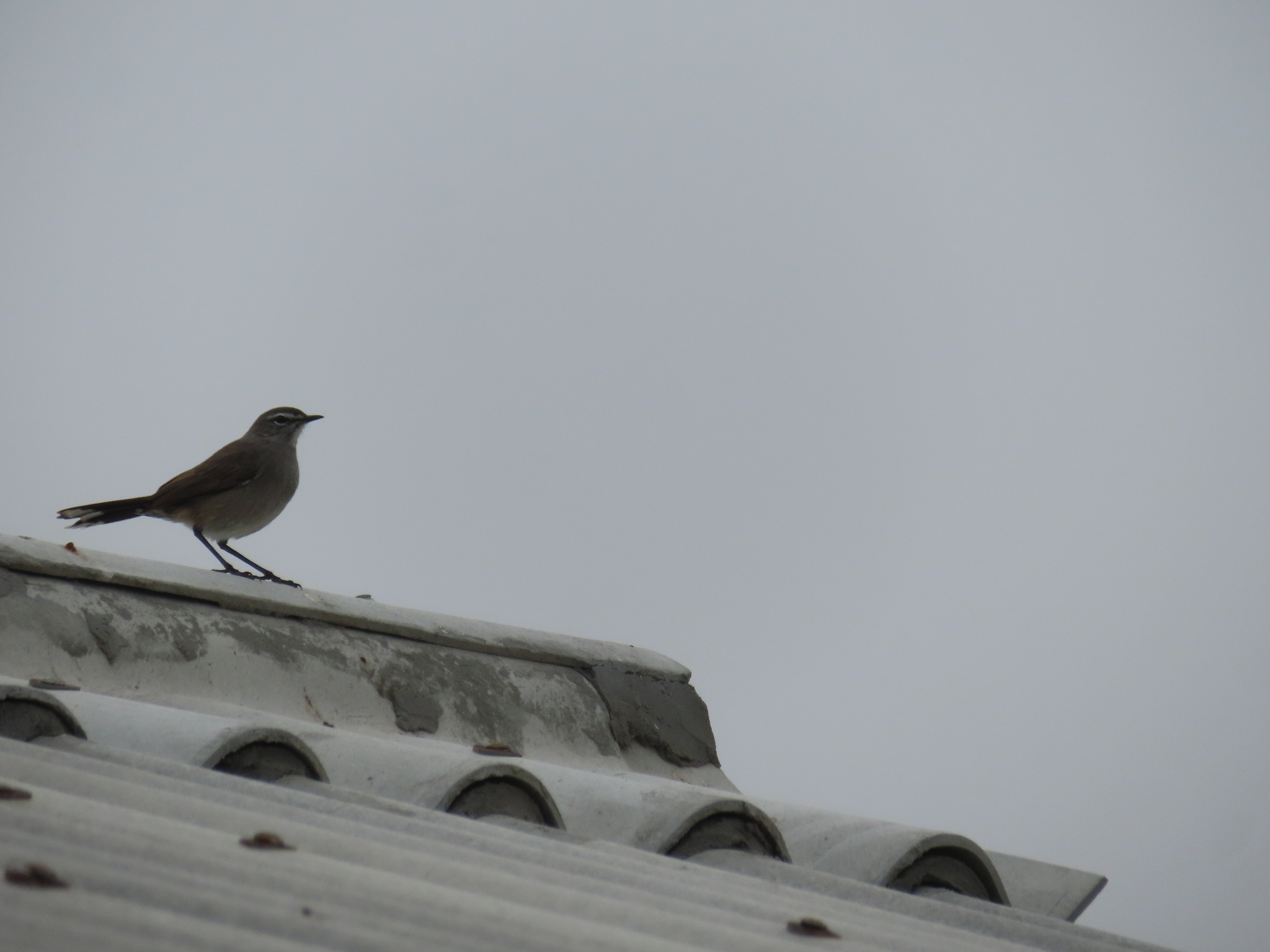 Karoo Scrub Robin (Tychaedon coryphoeus), photo 8