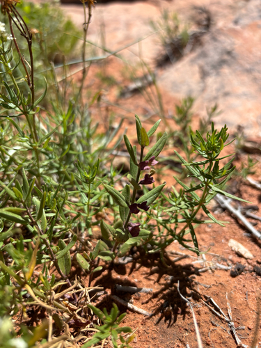 Scutellaria brittonii, photograph 1