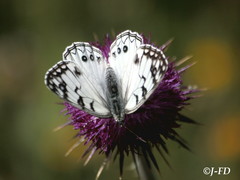 Melanargia arge