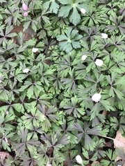 Anemonoides quinquefolia