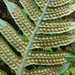 Licorice Fern - Photo (c) Alex Abair, some rights reserved (CC BY-NC), uploaded by Alex Abair