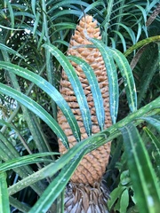 Cycadaceae