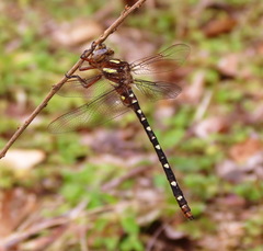 Cordulegaster maculata