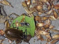 Salticus zebraneus