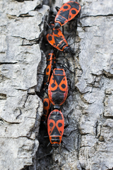 Pyrrhocoris apterus