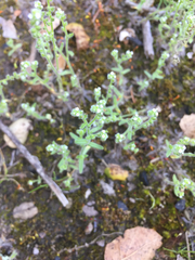 Cryptantha microstachys