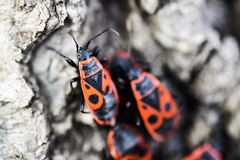 Pyrrhocoris apterus