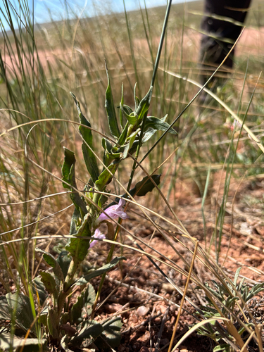 Penstemon eriantherus