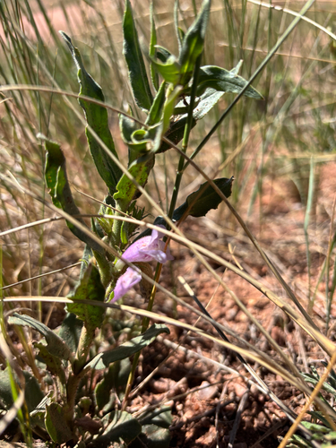 Penstemon eriantherus, photograph 2