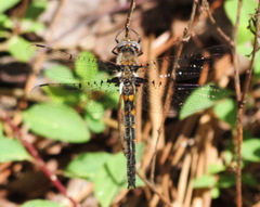Helocordulia selysii