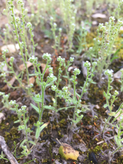 Cryptantha microstachys