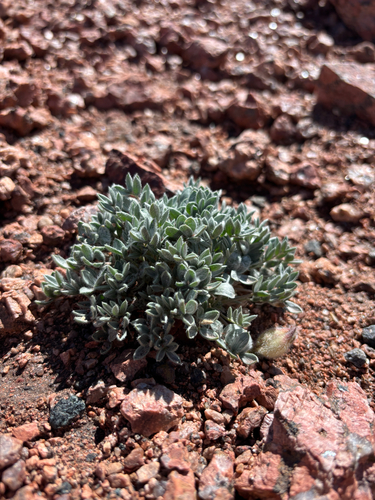 Oxytropis multiceps, photograph 6