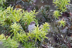 Pseudospingus xanthophthalmus