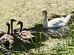 Mute Swan