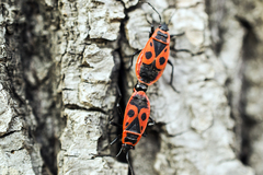 Pyrrhocoris apterus