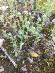 Cryptantha microstachys