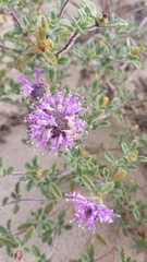 Monardella undulata