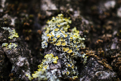 Xanthoria parietina