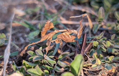 Common Ghost Mantis