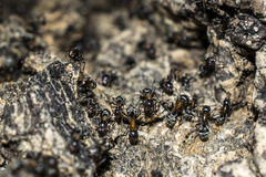 Liometopum microcephalum