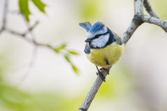 Cyanistes caeruleus