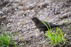 Turdus merula