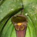 Pleurothallis gargantua - Photo (c) mario_mairal, some rights reserved (CC BY-NC-ND), uploaded by mario_mairal