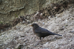 Turdus merula