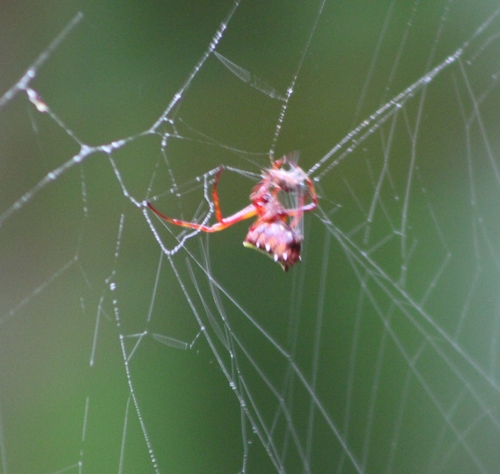 Verrucosa image