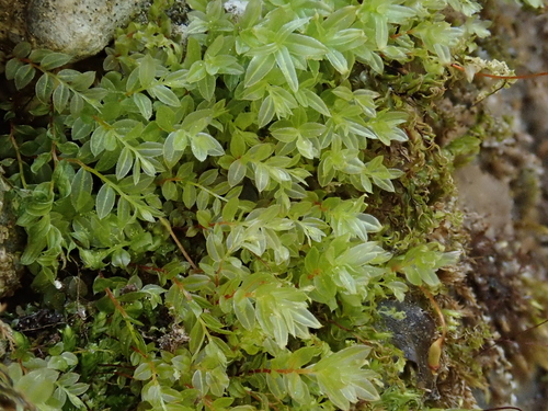 Image of Mnium marginatum by (c) Christian Berg, some rights reserved (CC BY)