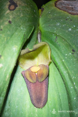 Pleurothallis gargantua