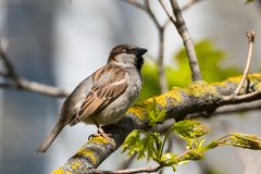 Passer domesticus