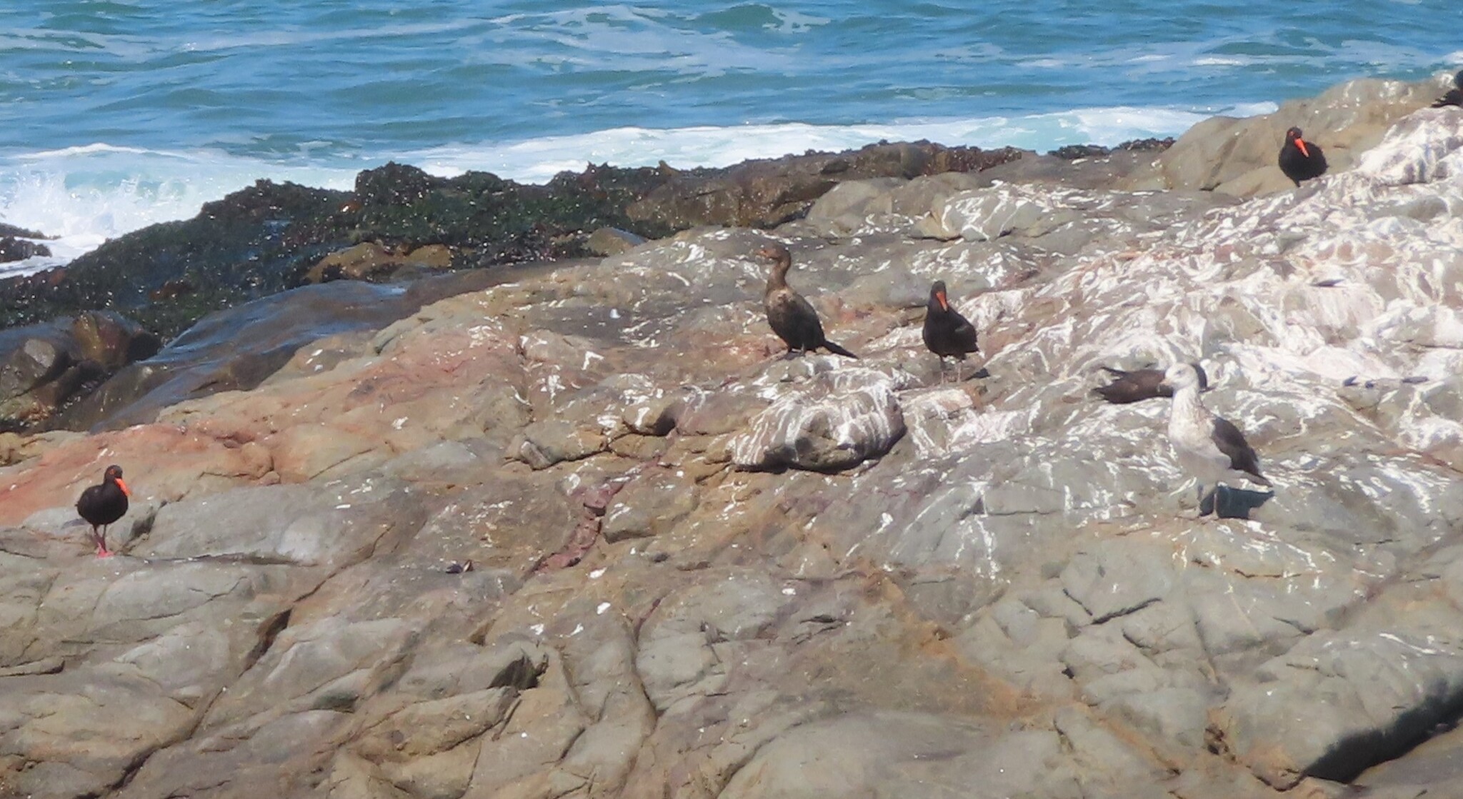 Crowned Cormorant (Microcarbo coronatus), photo 6