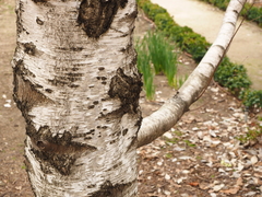 Betula pendula fontqueri