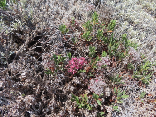 Limonium peregrinum, photograph 2