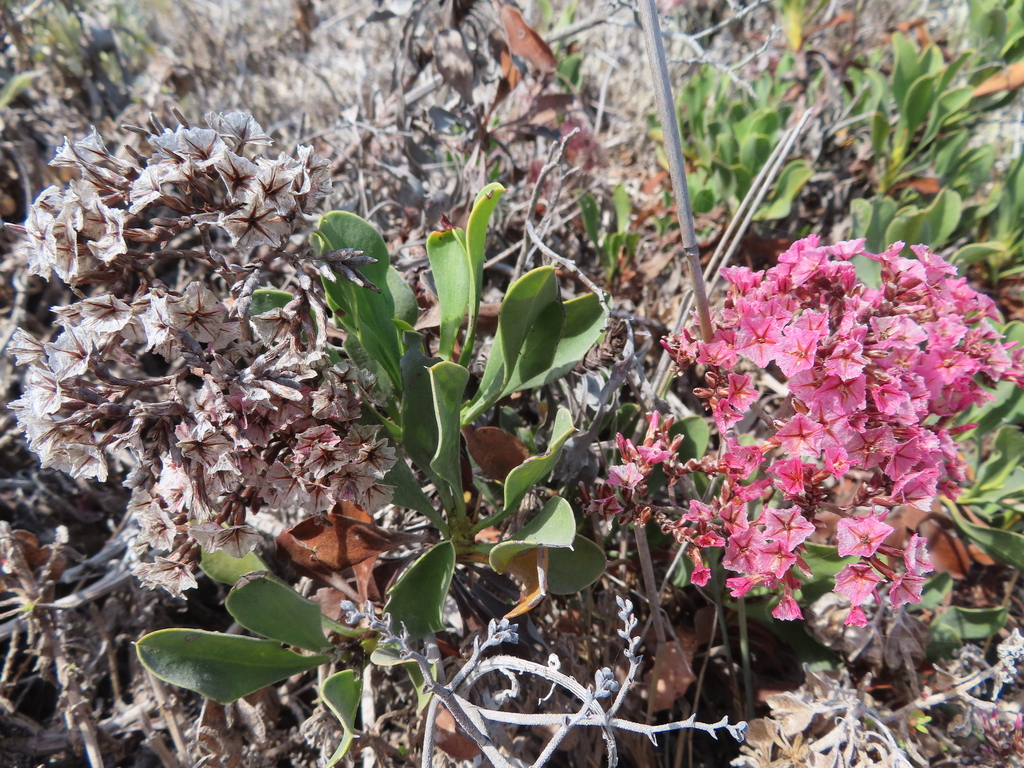 Limonium peregrinum; photograph (c) linkie, some rights reserved (CC BY)