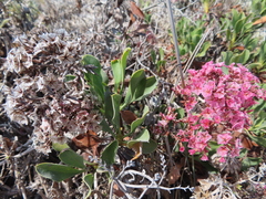 Limonium peregrinum