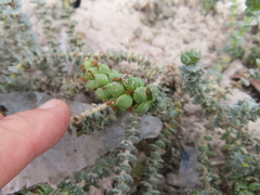 Hebenstretia cordata