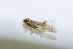 Tautoneura polymitusa
