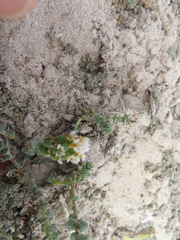Hebenstretia cordata, photograph (c) linkie, some rights reserved (CC BY)